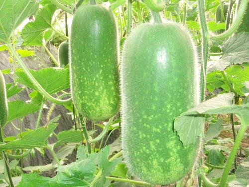 东营吃瓜事件最新进展图,最新进展揭示惊人内幕