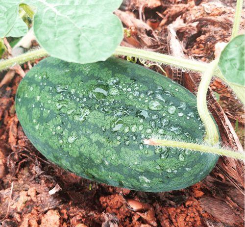 莆田仙游吃瓜事件视频,揭秘背后真相与争议