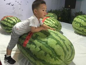 青羊区吃瓜群众事件