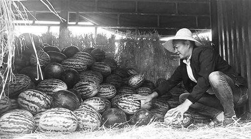 青羊区吃瓜群众事件