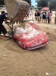 福建渔民吃瓜事件,引发网络热议