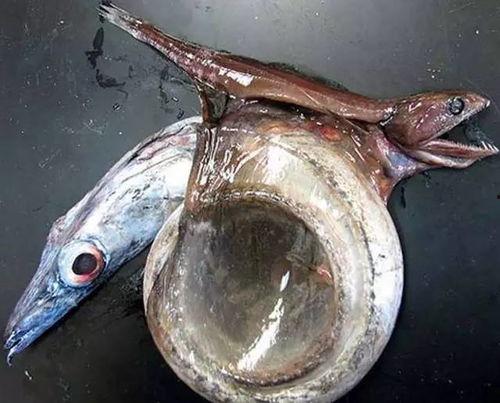 福建渔民吃瓜事件,引发网络热议