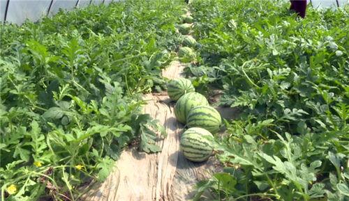 汾阳最新吃瓜事件真相,揭秘背后真相,还原事件全貌