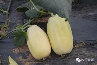 青州弥河吃瓜事件真相,真相与反思