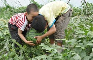 砀山文庄吃瓜事件真相