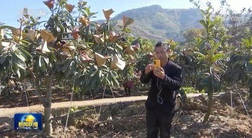 攀枝花吃瓜新闻事件,一场网络热议背后的真相揭秘