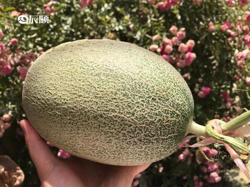 吃瓜事件山东,揭秘背后真相与网络舆论风暴