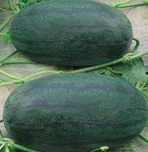 山东理性吃瓜事件真相,真相揭秘与公众心态反思