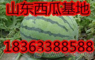 山东理性吃瓜事件真相,真相揭秘与公众心态反思