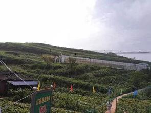 四川南充吃瓜群众事件