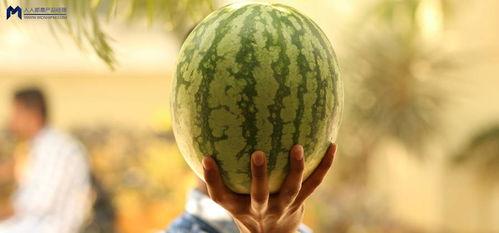 吃瓜爆瓜大事件,揭秘年度爆瓜大事件