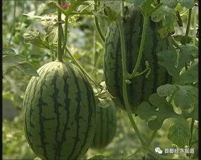 汶上的吃瓜事件最新进展,最新进展揭示惊人内幕