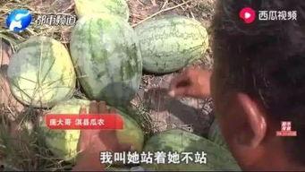 灵石吃瓜最新事件真相,真相大白，疑云散去