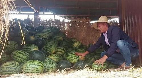 射阳吃瓜事件吃瓜群众死亡