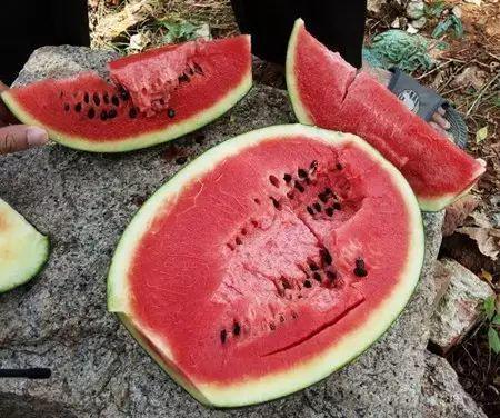 射阳吃瓜事件吃瓜群众死亡