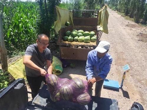 金昌市吃瓜老汉事件视频,一场引发社会热议的网络风波