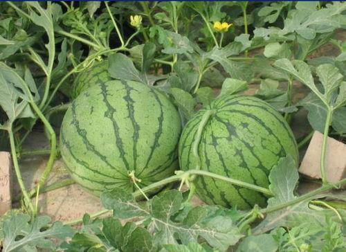 11.2出现的吃瓜事件,揭秘网络舆论的风云变幻