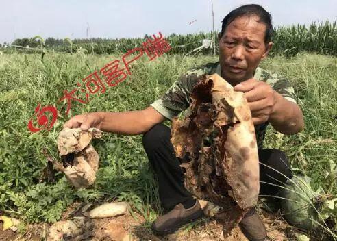 西昌网络吃瓜事件视频,揭秘背后真相与网友热议